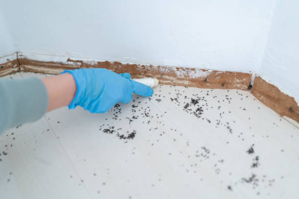 Best Residential Pest Control  in Harris Hill, NY